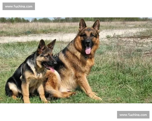 聚焦世界犬类顶级赛事展现血统竞技与人犬情感魅力文化交流舞台